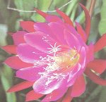 l immagine mostra il fiore di un epicactus chaucey